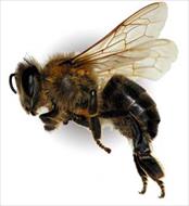 پاورپوینت طرح توجیهی پرورش زنبورعسل